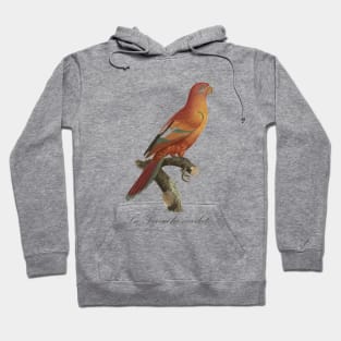 La Perruche Ecarlate Parakeet - Jacques Barraband 19th century Illustration Hoodie